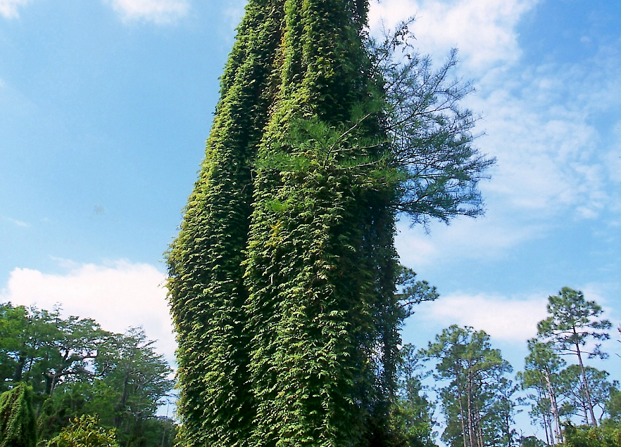 Identifying invasives: Old-world climbing fern - SANIBEL-CAPTIVA ...